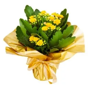 Flor da Fortuna Laranja
