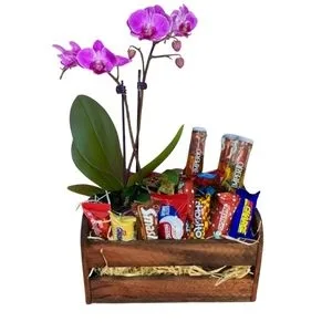 Mini Orquídea com Chocolate e Cerveja