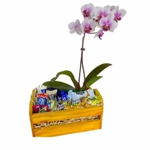 Orquídea com Chocolate