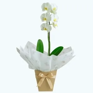 Orquídea Phalaenopsis Branca