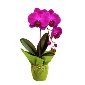 Orquídea Phalaenospsis Rosa