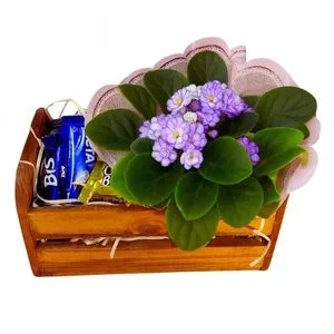 Violeta com Chocolate