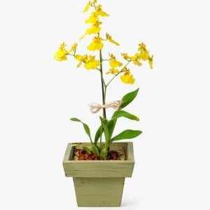 Orquídea Oncidium Amarela no Cachepô de Madeira
