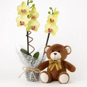 Orquídea Phalaenopsis Amarela e Urso de Pelúcia