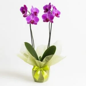 Orquídea Phalaenopsis Lilás Duas Hastes para Presente