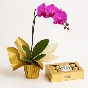 Orquídea Phalaenopsis Rosa com Caixa de Chocolates Ferrero Rocher