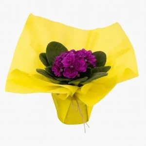 Violeta para Presente