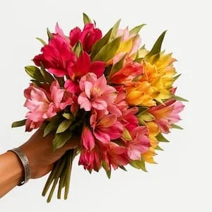 Alstromerias Coloridas
