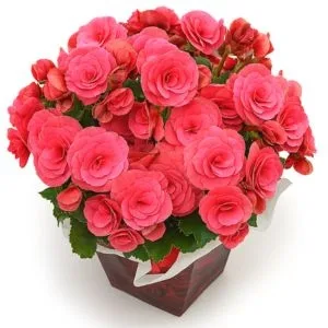 Begônia Rosa