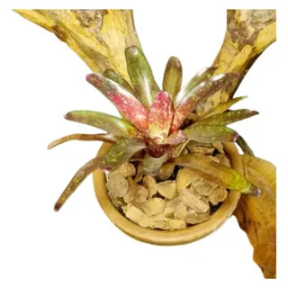 Bromélia