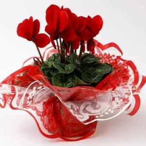 Ciclame Vermelho