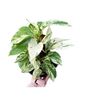 Cuia Jiboia Verde