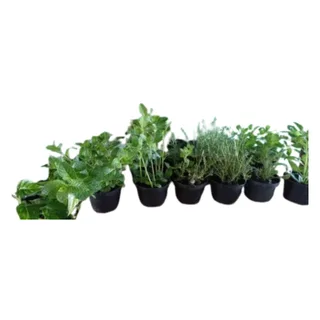Ervas Aromáticas variadas - Unidade