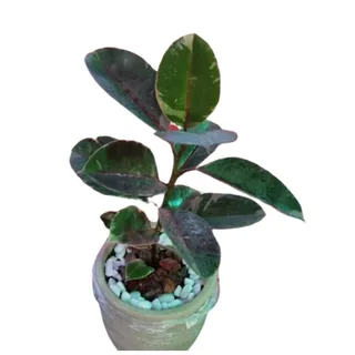 Fcus no Vaso Ornamental