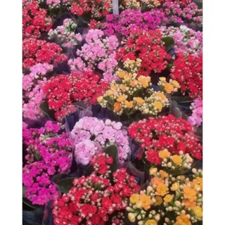 Kalanchoe - Unidade
