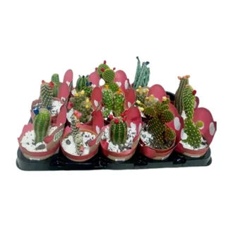 Mini Cacto - Unidade