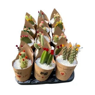 Mini Cactu variado pte 6 - Unidade