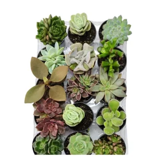 Mini Suculentas pote 06 - Unidade
