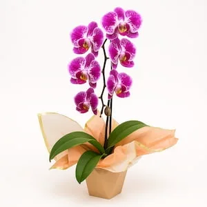 Orquídea Cascata Tons de Rosa