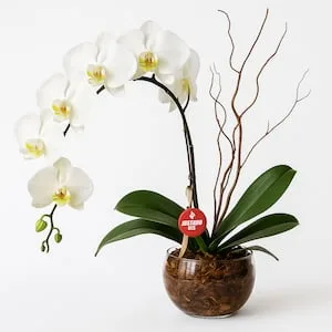 Orquídea Clean