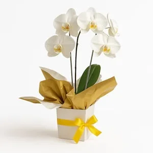 Orquídea Duas Hastes