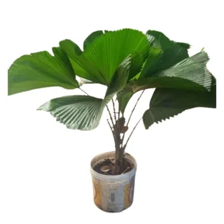 Palmeira Leque