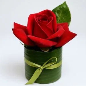 Singela Flor