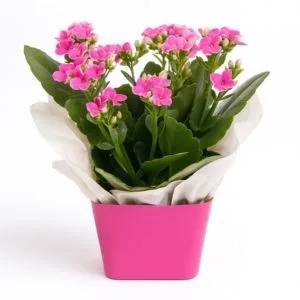 Vasinho de Kalanchoe