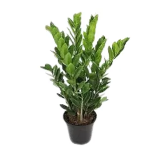 Zamiocuca Pt 17