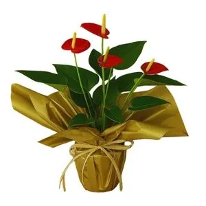 Antúrio Plantado