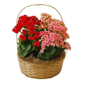 Cesta com 3 Flor da Fortuna Coloridas