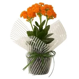 Flor da Fortuna Laranja