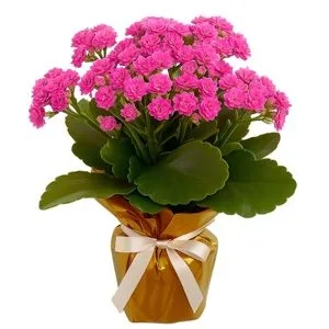Flor da Fortuna Pink