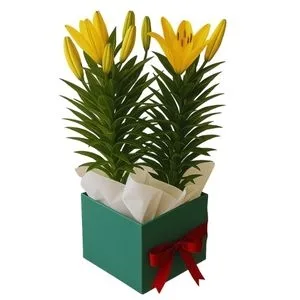 Lírio Amarelo Plantado