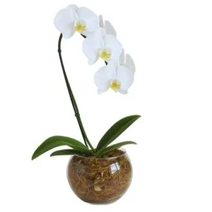 Orquídea Branca no Vaso de Vidro