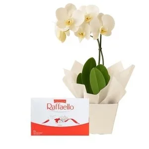 Orquídea Phalaenopsis Branca com Chocolate Raffaello