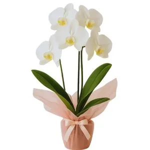 Orquídea Phalaenopsis Branca