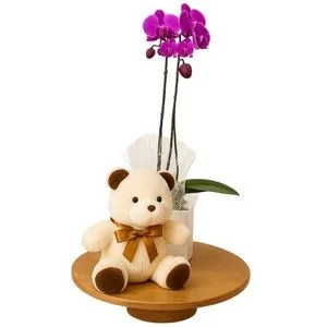 Orquídea Phalaenopsis Pink com Pelúcia