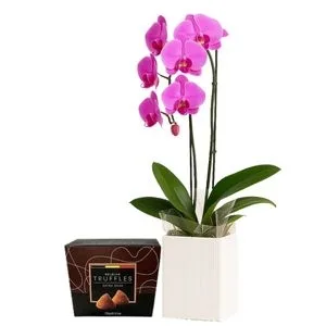 Orquídea Phalaenopsis Pink com Trufa Belga