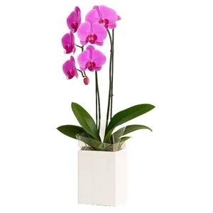 Orquídea Phalaenopsis Pink