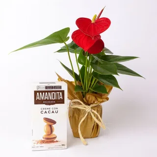 Antúrio Vermelho com Amandita