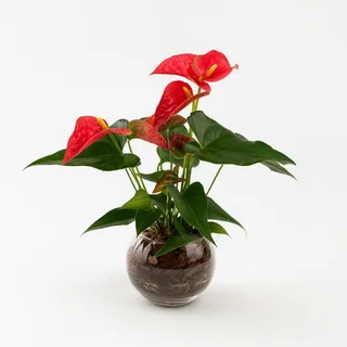 Antúrio Vermelho em Vaso de Vidro