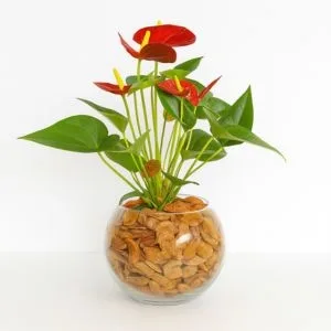 Antúrio Vermelho no Vaso de Vidro