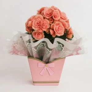Begônia Rosa