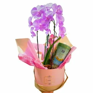 Box Orquídea e Delícias