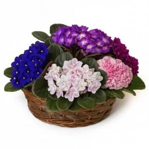Cesta com Violetas Coloridas
