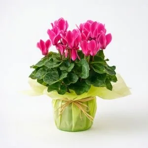 Ciclame Rosa
