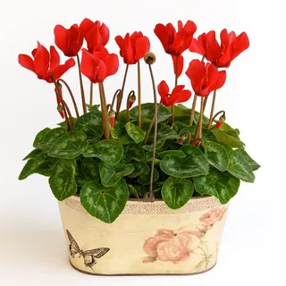 Ciclame Vermelho no Cachepô