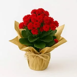 Flor da Fortuna Embalada para Presente
