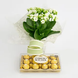 Kalanchoe Branca com Caixa de Chocolates Ferrero Rocher